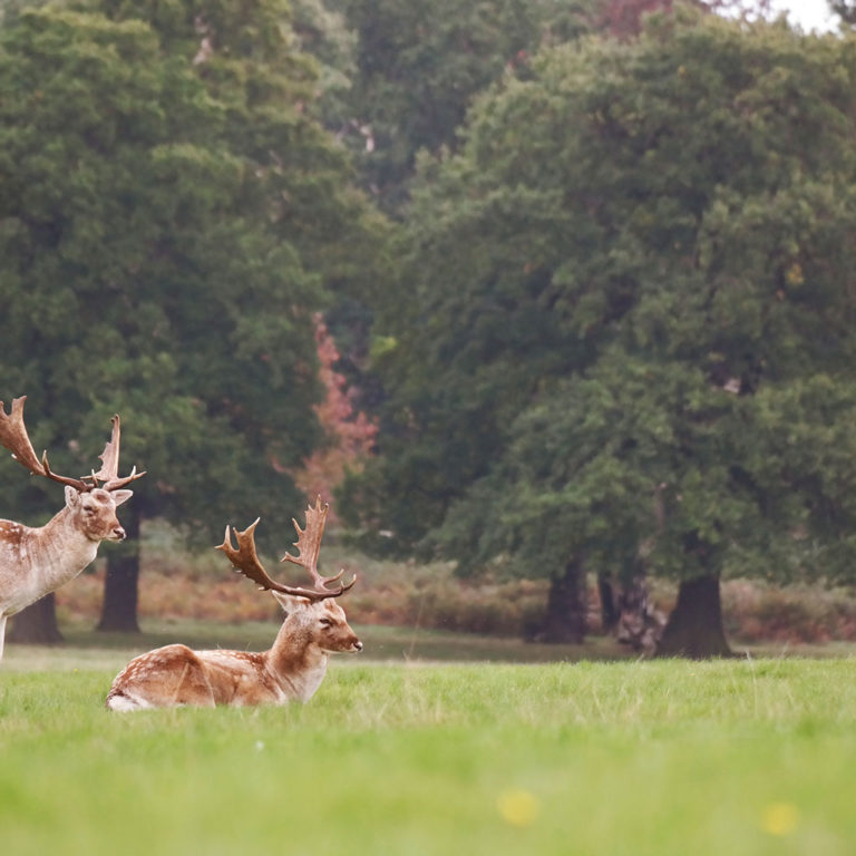 Hirsche im Park Bad-Driburg